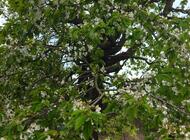 Grajewo ogłoszenia: Na sprzedaż działka nr 61 znajdująca się na terenie ROD... - zdjęcie