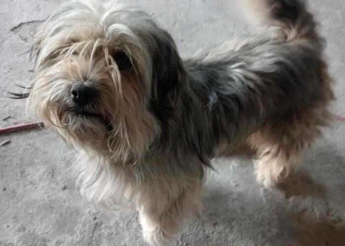 Grajewo ogłoszenia: Zaginął pies w czwartek 26 lutego w Popowie. Proszę o...